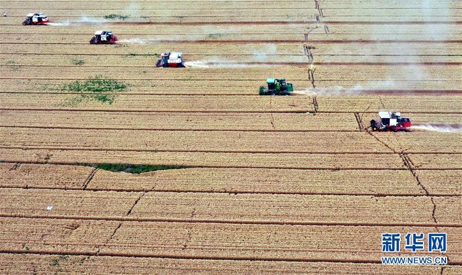 （社會(huì)）（1）“糧王”開(kāi)鐮收麥