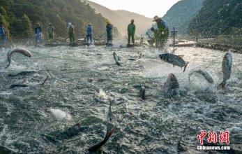 江西新余巨網(wǎng)秋捕 魚(yú)躍滿倉(cāng)
