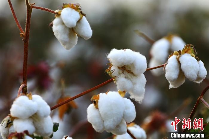 朵朵棉花吐絮盛開(kāi)。　劉艷敏 攝