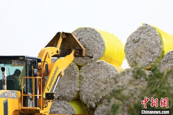 叉車(chē)將采棉機(jī)吐出的“金蛋蛋”裝車(chē)?！「唠p強(qiáng) 攝