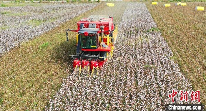采棉機(jī)正在采收棉花，猶如在五線譜上跳動(dòng)的音符，正在演奏豐收的樂(lè)章。　宋建澤 攝