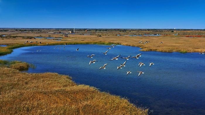 △黃河三角洲擁有天然蘆葦270平方公里，是東北亞內(nèi)陸和環(huán)西太平洋鳥類遷徙重要的“中轉(zhuǎn)站”、越冬地和繁殖地。(總臺央視記者李煒、程鋮拍攝)