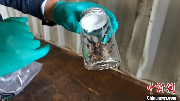 張家港海關(guān)工作人員截獲捕鳥蛛?！⊥踅〕?攝