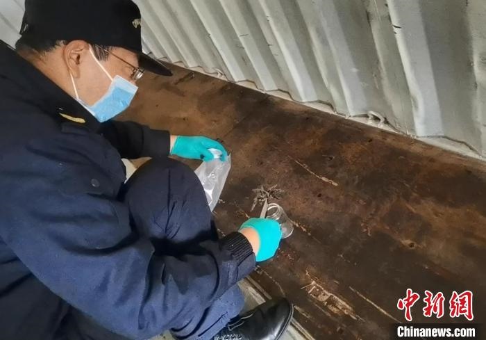 張家港海關(guān)工作人員截獲捕鳥蛛?！⊥踅〕?攝