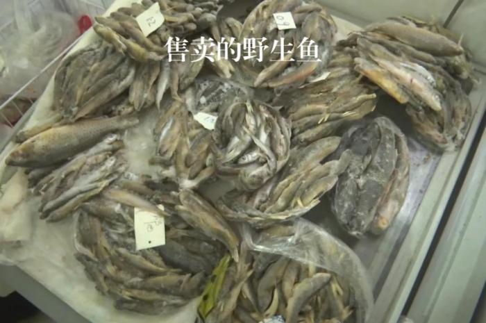 2021年12月6日，督察組現(xiàn)場(chǎng)隨機(jī)抽查發(fā)現(xiàn)，保護(hù)區(qū)附近餐館仍然存在非法經(jīng)營(yíng)野生河魚(yú)的問(wèn)題