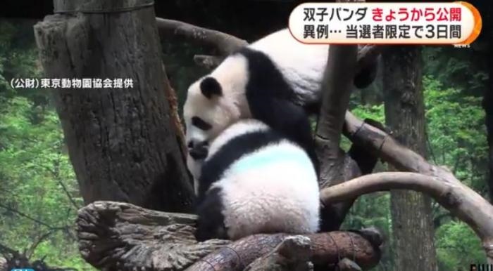 12日，日本東京上野動物園的旅日雙胞胎熊貓開始同游客見面。(圖片來源：日本富士電視臺視頻截圖)