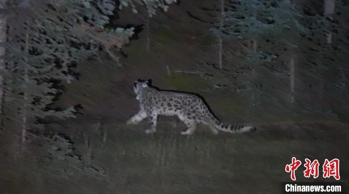 圖為被放歸自然的雪豹(資料圖)?！?nèi)蒙古林草局供圖。