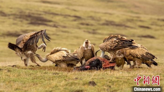 圖為作品《聚會(huì)》?！℃夭疾夭爬?攝