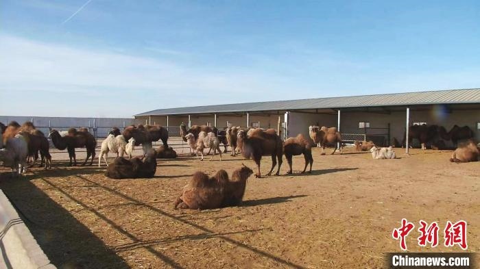 圖為額濟(jì)納旗駝奶產(chǎn)業(yè)基地?！⊥蹰L梅 攝