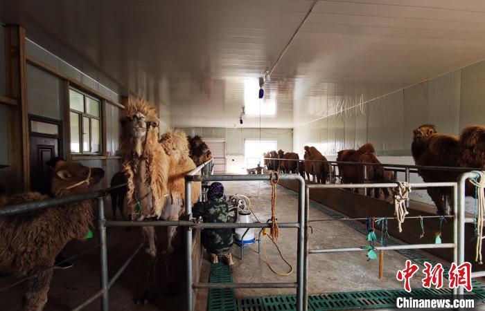 圖為共人正在給駱駝擠奶。　王長梅 攝