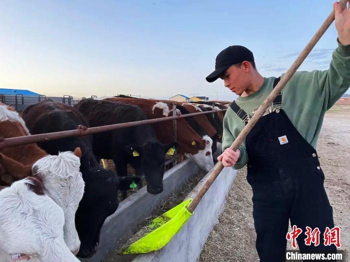 圖為敖木希勒在喂牛?！“侥鞠＠展﹫D