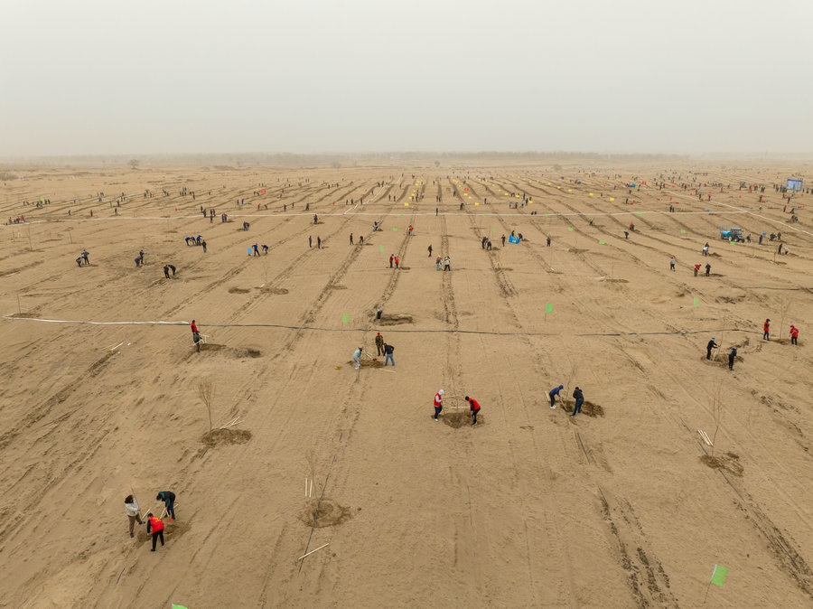 在高力板鎮(zhèn)花道卜和沙木嘎嘎查治理區(qū)，廣大干部群眾手植新綠，播種希望 （攝影：包寶音德力格爾）.JPG