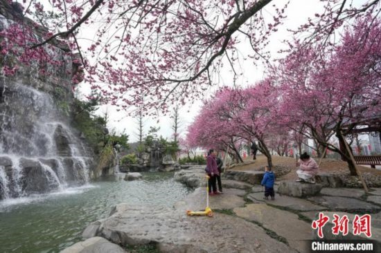 2月23日，市民在乾藝梅園景區(qū)觀賞綻放的梅花。陳興輝 攝