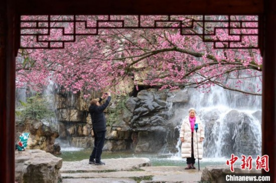 2月23日，市民在乾藝梅園景區(qū)觀賞拍攝綻放的梅花。瞿宏倫 攝