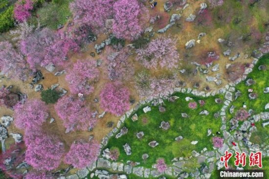 2月23日，航拍乾藝梅園景區(qū)綻放的梅花。瞿宏倫 攝