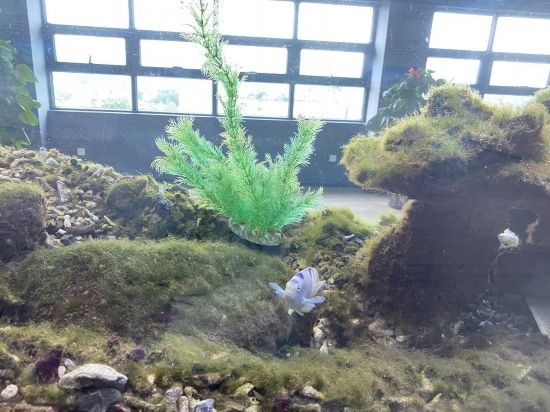 圖為寶鋼湛江鋼鐵水控中心，觀賞海魚在鋼渣漁礁里游動(dòng)