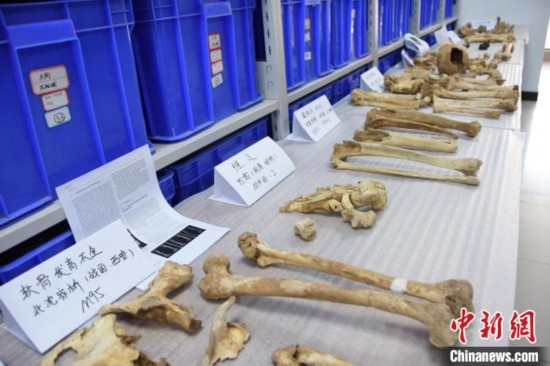 圖為已清理完畢的骨骼標(biāo)本。王宇 攝