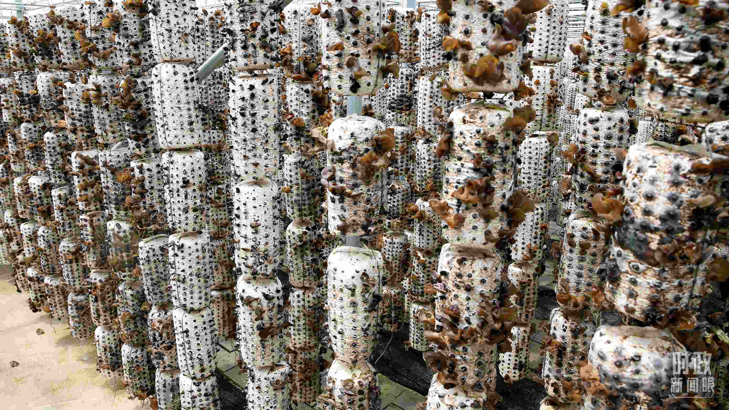 △金米村的小木耳、大產(chǎn)業(yè)。（圖／視覺(jué)中國(guó)）