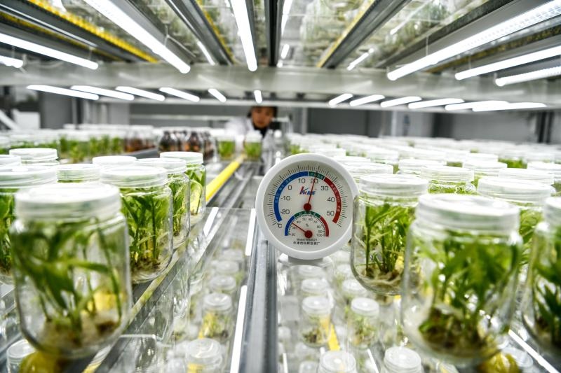 工作人員在貴陽(yáng)市開陽(yáng)縣南江蔬菜良種繁育中心的組培中心查看姜苗生長(zhǎng)情況（2023年5月23日攝）。新華社記者 楊文斌 攝