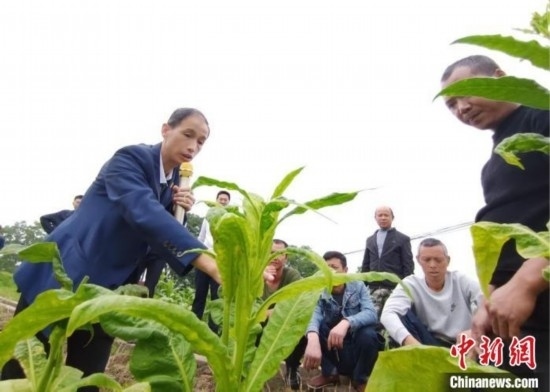 “鄉(xiāng)村學(xué)堂”田間現(xiàn)場(chǎng)教學(xué)。(資料圖) 唐濤華 攝