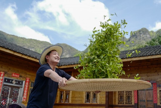 2023年4月19日，重慶市南川區(qū)德隆鎮(zhèn)茶樹村一個居民點，制茶工藝傳承人在幫助村民翻曬新鮮茶葉。