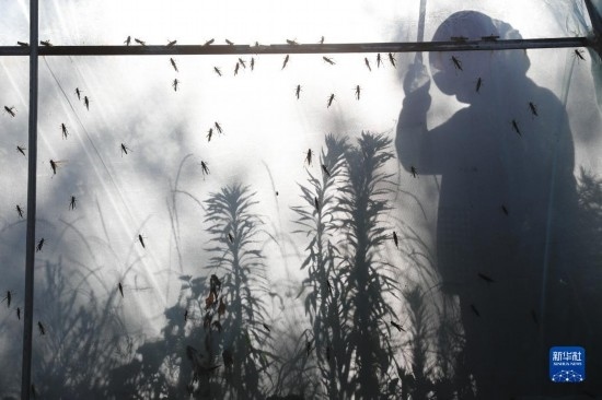 6月21日，山東省樂(lè)陵市西段鄉(xiāng)岔河村東亞飛蝗養(yǎng)殖基地的養(yǎng)殖戶在大棚內(nèi)忙碌。新華社記者 范長(zhǎng)國(guó) 攝