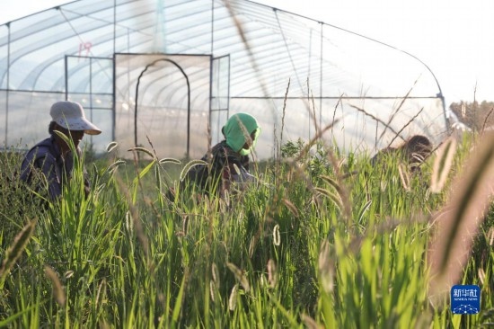 6月21日，山東省樂(lè)陵市西段鄉(xiāng)岔河村東亞飛蝗養(yǎng)殖基地的螞蚱養(yǎng)殖戶在割草。新華社記者 范長(zhǎng)國(guó) 攝