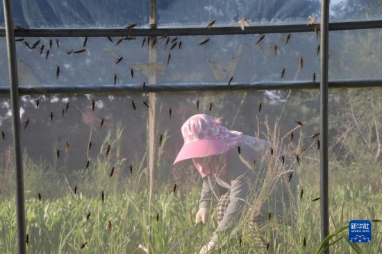 6月21日，山東省樂(lè)陵市西段鄉(xiāng)岔河村東亞飛蝗養(yǎng)殖基地的螞蚱養(yǎng)殖戶在割草。新華社記者 范長(zhǎng)國(guó) 攝
