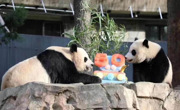 2022年，美國國家動物園舉辦活動慶祝大熊貓抵美50周年，園方為大熊貓“美香”“添添”和“小奇跡”一家三口準備了有“50”字樣的冰凍水果蛋糕。（圖片來源：雅安市廣播電視臺）