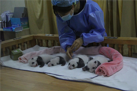成都大熊貓繁育研究基地成立于1987年，先后攻克了大熊貓人工飼養(yǎng)與管理、繁殖與育幼、疾病防控與種群遺傳管理等關(guān)鍵技術(shù)難題，建成全球最大的大熊貓人工繁育遷地保護種群，數(shù)量達230余只。（圖片來源：成都大熊貓繁育研究基地網(wǎng)站）