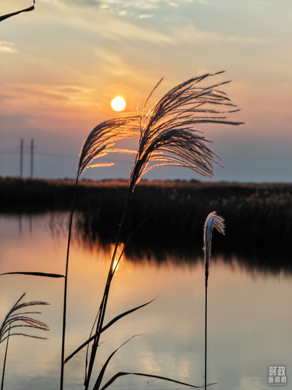 2021年10月，習近平赴山東東營考察黃河入?？?。黃河三角洲濕地，蘆葦飄蕩。（總臺央視記者彭漢明拍攝）
