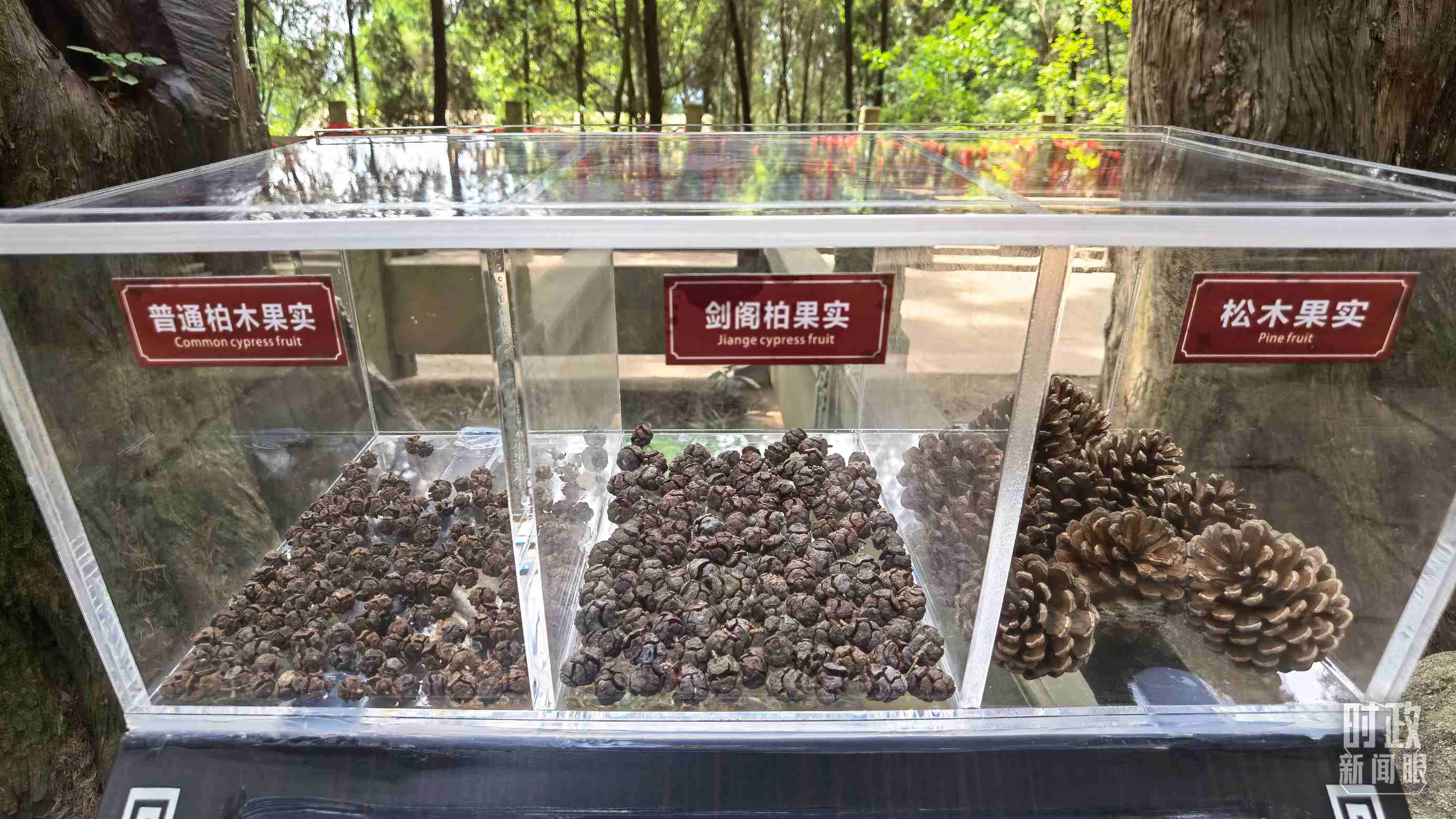 △翠云廊古蜀道，現(xiàn)場(chǎng)陳列的柏木和松木果實(shí)。（總臺(tái)央視記者石丞拍攝）