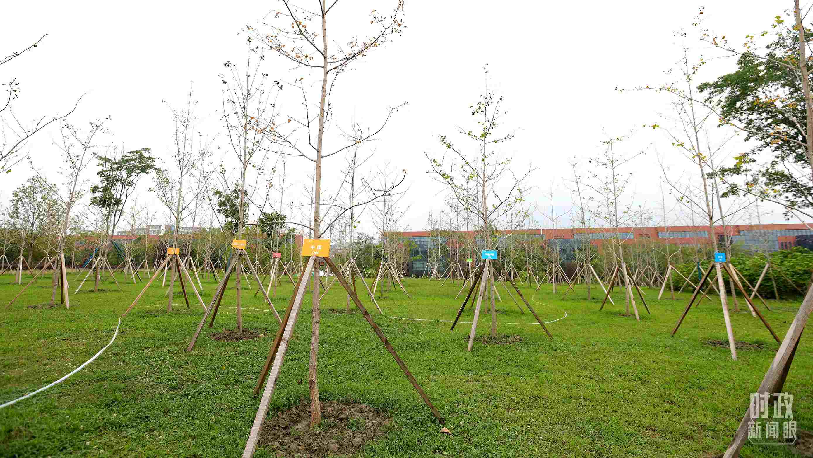 成都大運(yùn)村內(nèi)專門種植了友誼林，各國代表團(tuán)都可認(rèn)領(lǐng)。