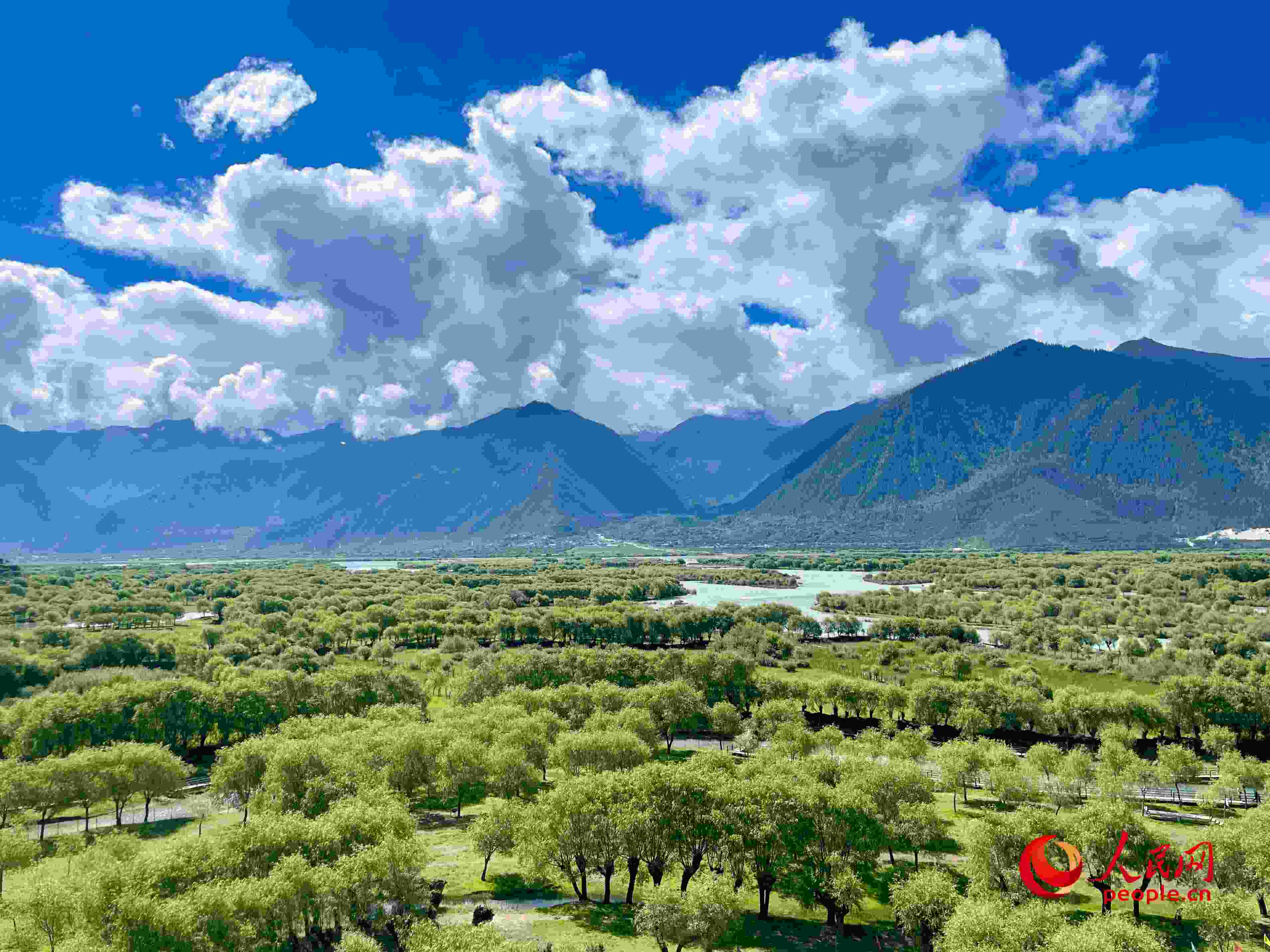 夏日的雅尼國(guó)家濕地公園生機(jī)盎然，如詩(shī)如畫。人民網(wǎng) 周靜圓攝