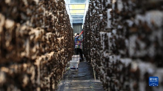 7月29日，在卓尼縣納浪鎮(zhèn)納浪村黑木耳種植基地，農(nóng)戶(hù)在采摘黑木耳。