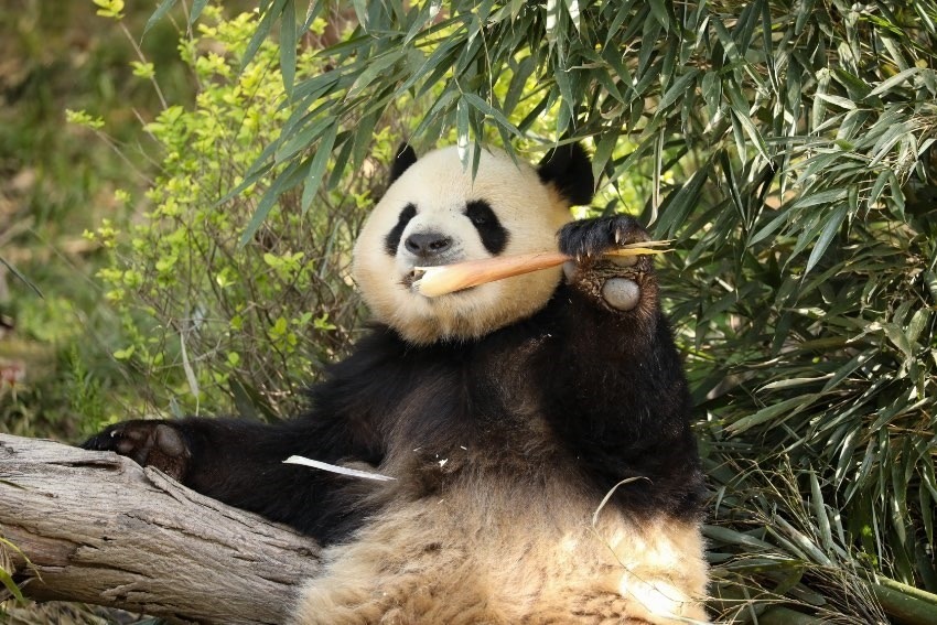 大熊貓“芝麻”。成都大熊貓繁育研究基地供圖