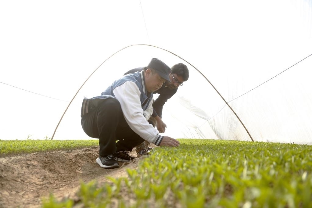 巴基斯坦旁遮普省木爾坦的中巴辣椒訂單種植項(xiàng)目辣椒育苗大棚內(nèi)，中國(guó)農(nóng)業(yè)專家?guī)ьI(lǐng)巴基斯坦技術(shù)員查看辣椒秧苗生長(zhǎng)情況。