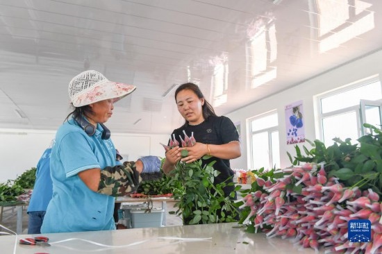 8月17日，吉林省德惠市朱城子鎮(zhèn)沿河村程雪家庭農(nóng)場的負(fù)責(zé)人楊雪（右）指導(dǎo)農(nóng)民修剪玫瑰花。新華社記者 張楠 攝