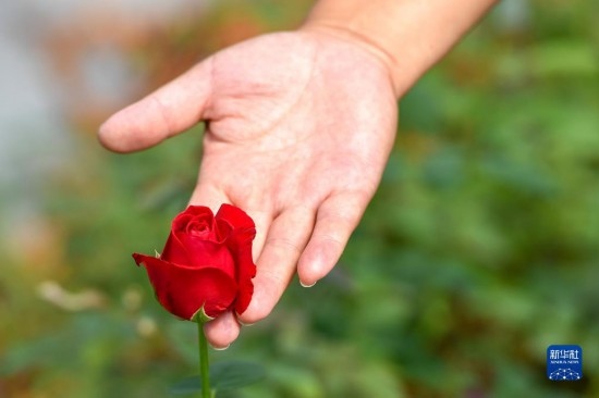 8月17日，吉林省德惠市朱城子鎮(zhèn)沿河村程雪家庭農(nóng)場的負(fù)責(zé)人楊雪在查看玫瑰花長勢。新華社記者 張楠 攝