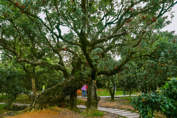高州市根子鎮(zhèn)柏橋村古荔枝種植園。丘立賀攝