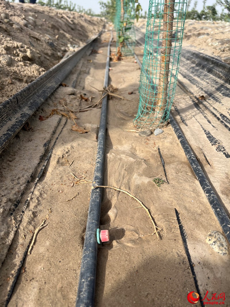 水肥一體化滴灌技術，可極大節(jié)約用水量。人民網(wǎng)記者 常雪梅攝