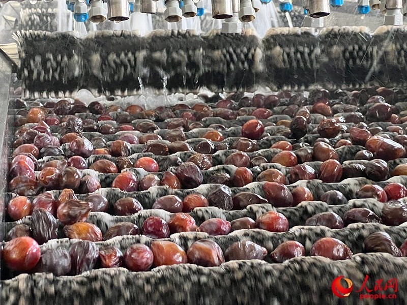 清洗西梅。人民網(wǎng)記者 常雪梅攝