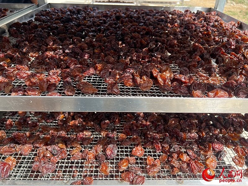 晾曬西梅。人民網(wǎng)記者 常雪梅攝