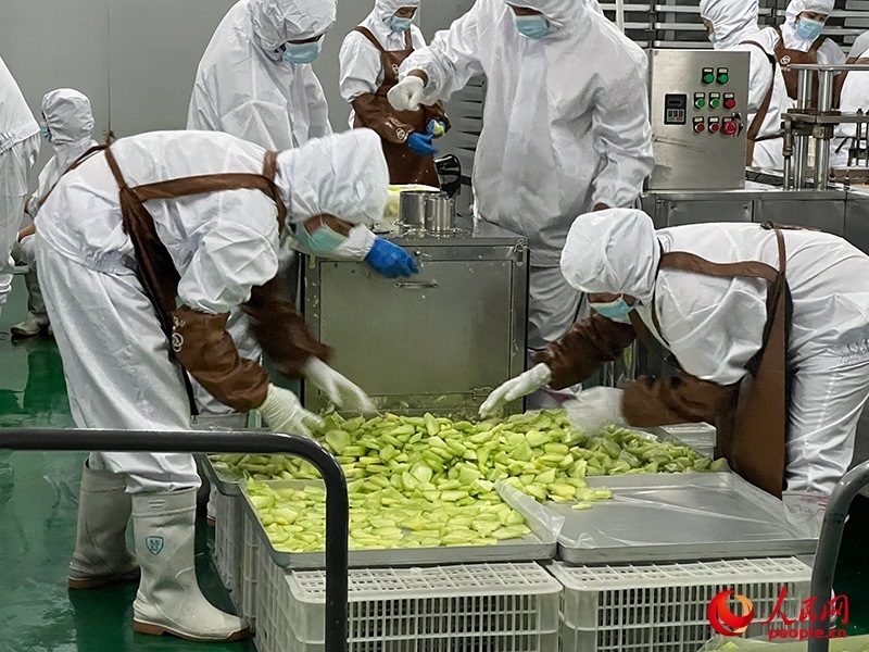 切片哈密瓜將被做成凍干食品。人民網(wǎng)記者 常雪梅攝