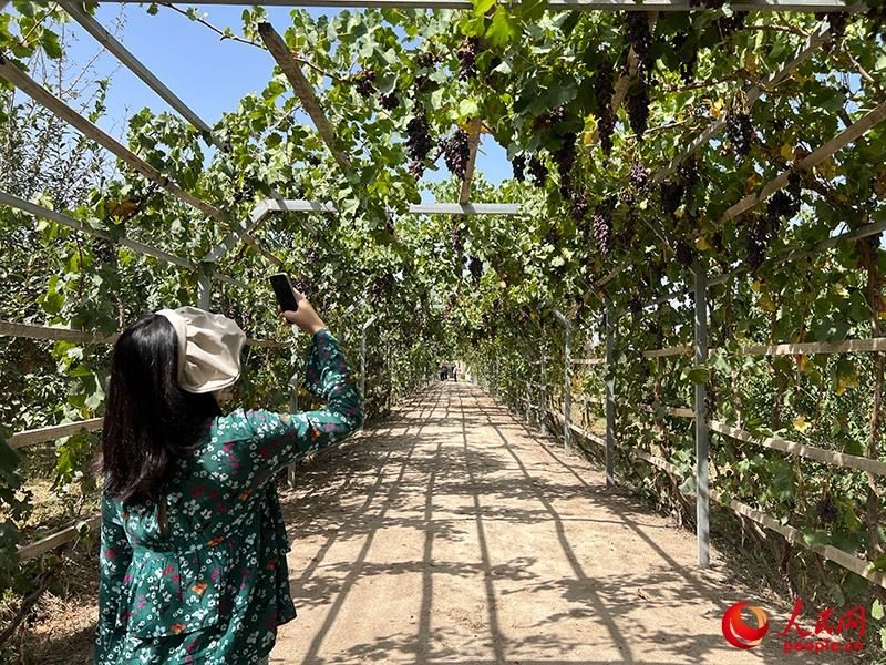 新疆閩龍達(dá)干果產(chǎn)業(yè)有限公司內(nèi)種植的葡萄。人民網(wǎng)記者 常雪梅攝