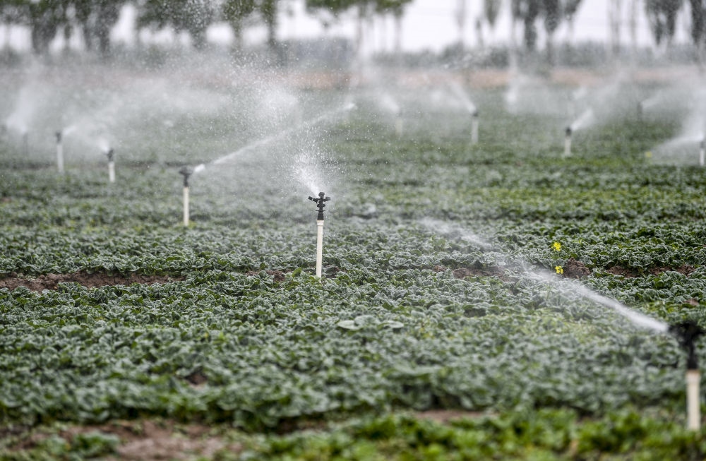 2023年5月25日，在寧夏銀川市永寧縣望洪鎮(zhèn)宋澄村冷涼蔬菜種植基地，小型噴灌節(jié)水設(shè)備在進(jìn)行噴灌作業(yè)。新華社記者 馮開華 攝