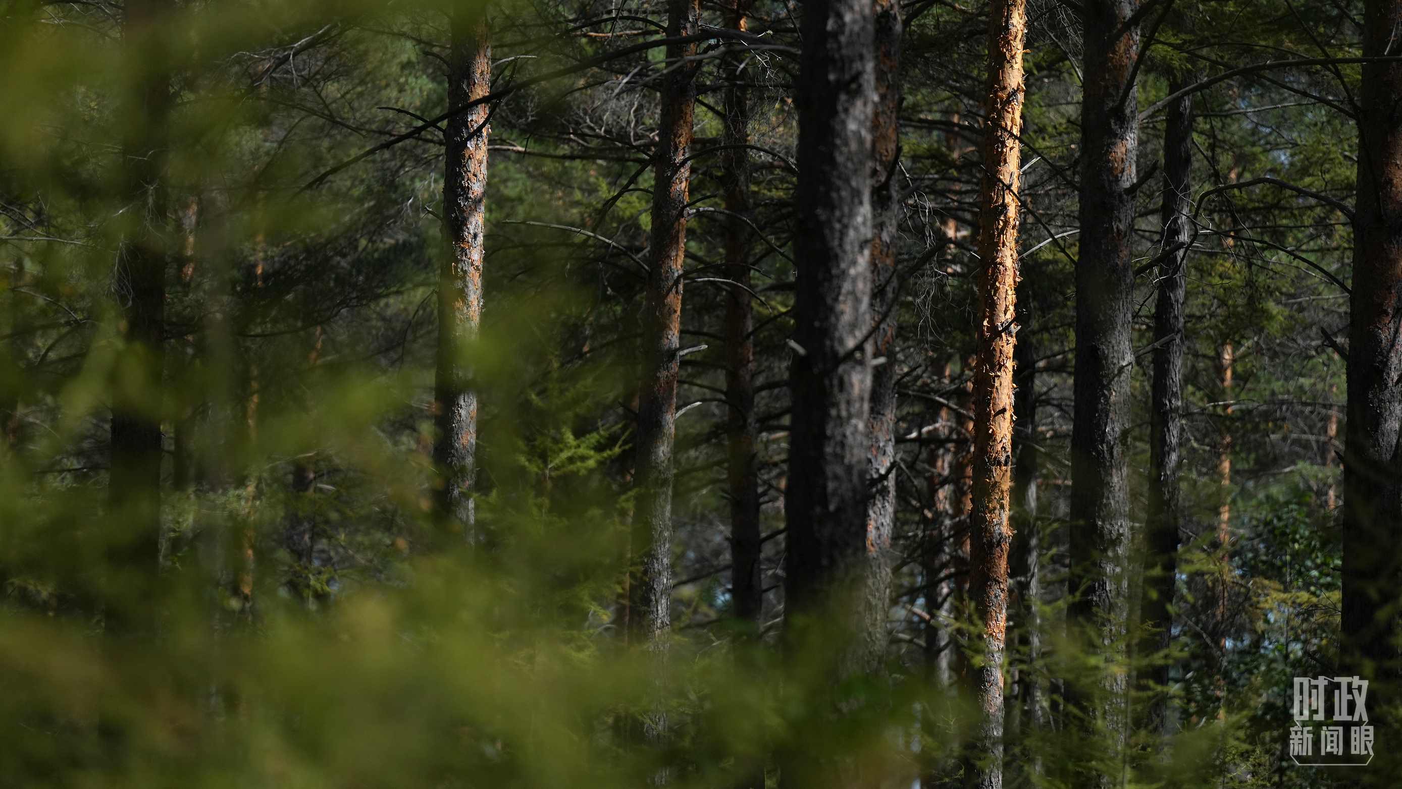 △漠河林場(chǎng)有天然林3.54萬(wàn)公頃、蓄積量325.3萬(wàn)立方米。（總臺(tái)國(guó)廣記者李晉拍攝）