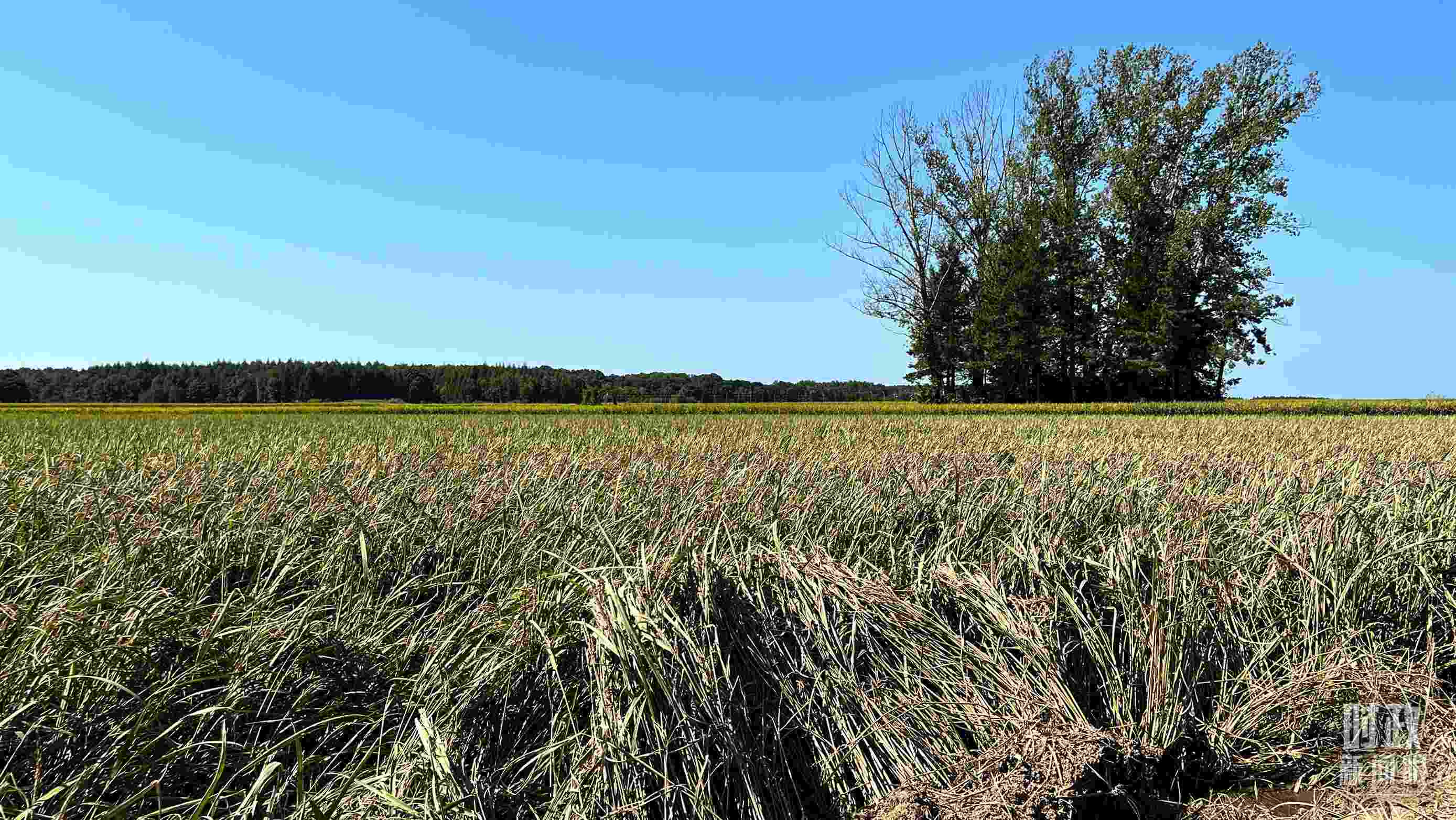 △龍王廟村遭受洪澇災(zāi)害的農(nóng)田。（總臺(tái)央視記者邢彬拍攝）