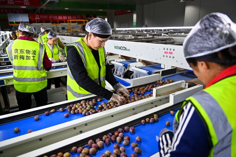 在新疆伽師縣粵伽新梅產(chǎn)業(yè)園內(nèi)的京東物流新疆智能供應鏈中心，員工在智能分揀線檢查分選好的新梅（2023年8月30日攝）。新華社記者 丁磊 攝