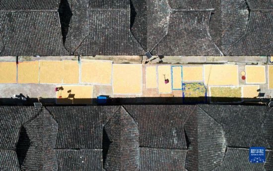 9月16日，在貴州省黔東南苗族侗族自治州從江縣加勉鄉(xiāng)污扣村，村民在晾曬稻谷（無(wú)人機(jī)照片）。